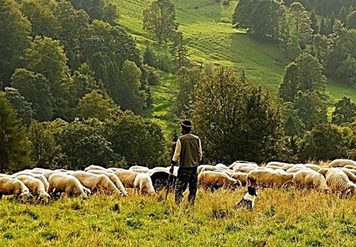 Pastures, Pastoralism and Rangeland Governance
