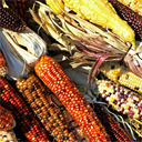 Biodiversity